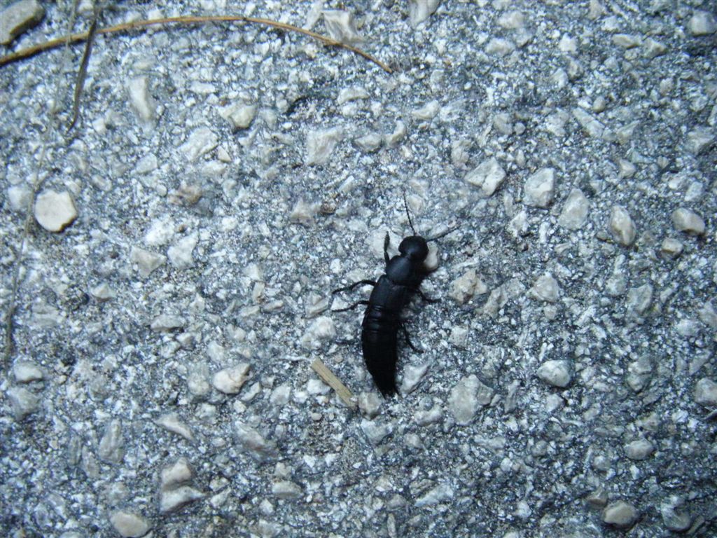 Ocypus olens